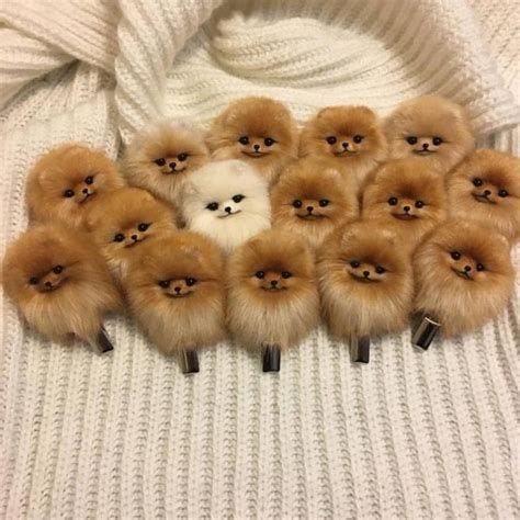 The cutest Pomeranians ever - Slaylebrity