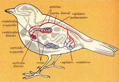 SISTEMA CIRCULATORIO EN ANIMALES - PURO TIP - Artículos, Masters y Cursos