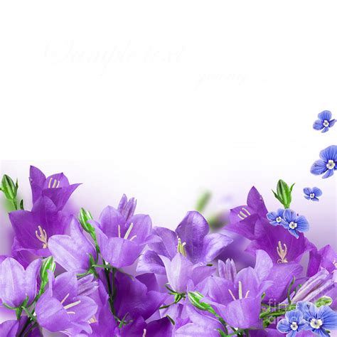 Beautiful Purple Flower Frames by Boon Mee