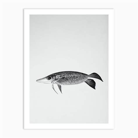 Cuttlefish Black & White Drawing Art Print by Sea Life Prints - Fy