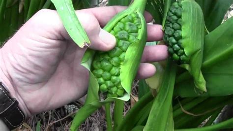 CALLA LILY SEED POD UPDATE 9-16-12 - YouTube