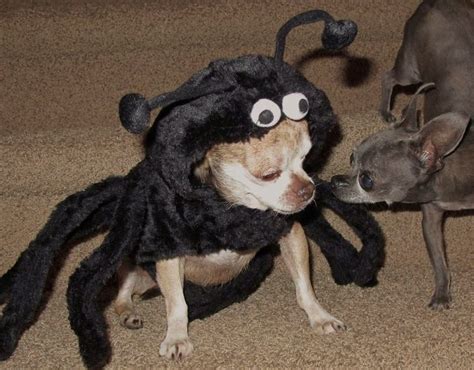 One-Eyed Chihuahua Had Many Great Halloween Costumes - But Wait Til You See THE BEST O ...