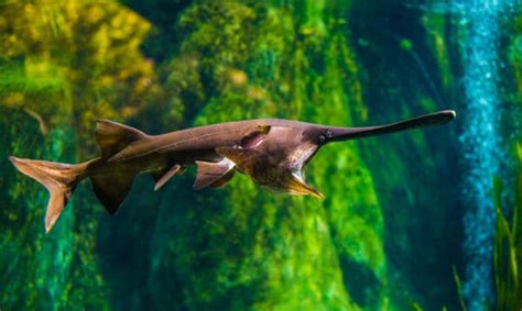 Paddlefish - A-Z Animals