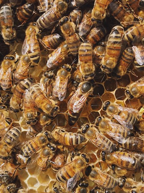 WHY FIND THE QUEEN BEE? - Beekeeping Like A Girl