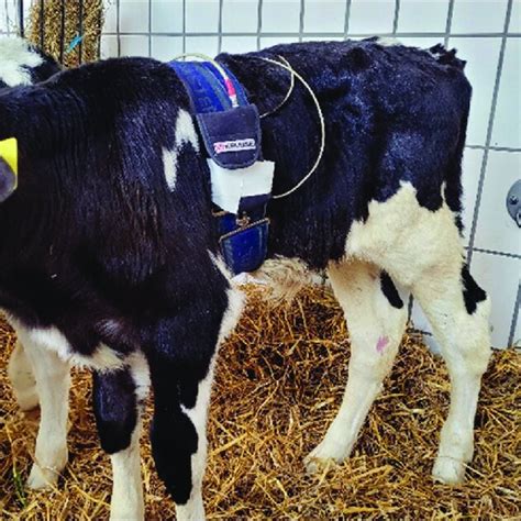 Healthy Holstein Friesian calf during the recording of the ...