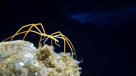 Breathe Deep: How the Antarctic Sea Spider Gets Oxygen - The New York Times