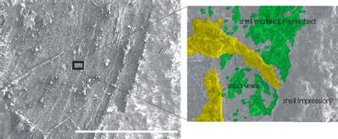 Taphonomy of exceptionally preserved fossils from the Kinzers Formation (Cambrian), southeastern ...