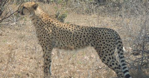 Cheetah numbers decline as African habitat shrinks | The Seattle Times