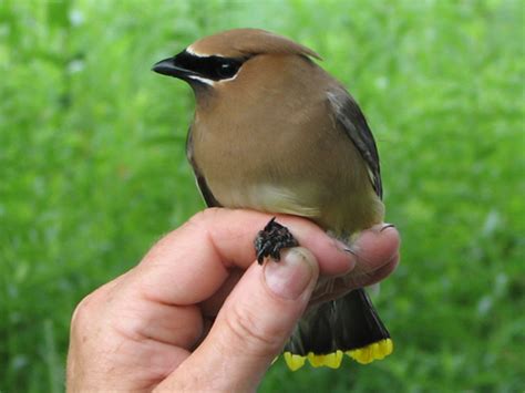 Cedar Waxwing Facts, Habitat, Diet, Life Cycle, Baby, Pictures