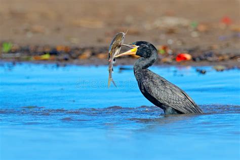 Cormorant with Fish. Dark Bird in Nature Habitat, in Blue Sea Water ...