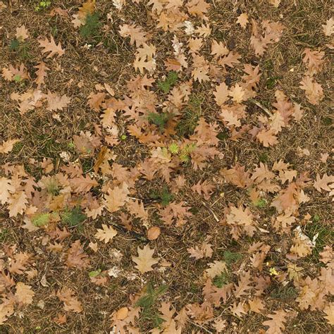 LeavesDead0060 - Free Background Texture - leaves forest floor leaf ...