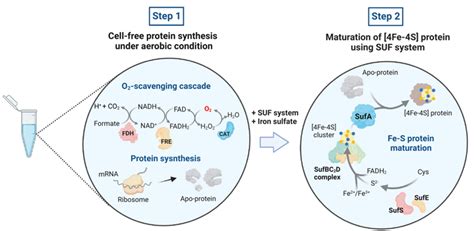 Challenges Surmounted in Synthesising Iron-Sulfur Proteins Outside Glovebox | Mirage News