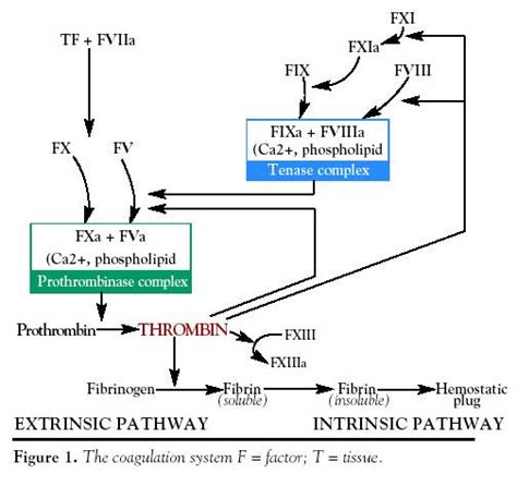 Direct thrombin inhibitors