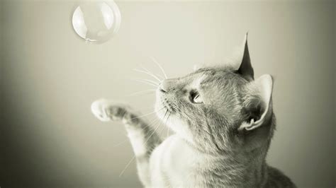 monochrome, Cat, Animals, Bubbles Wallpapers HD / Desktop and Mobile Backgrounds