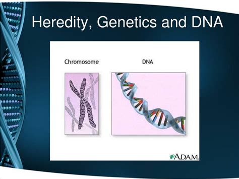 PPT - Heredity, Genetics and DNA PowerPoint Presentation, free download - ID:3654670