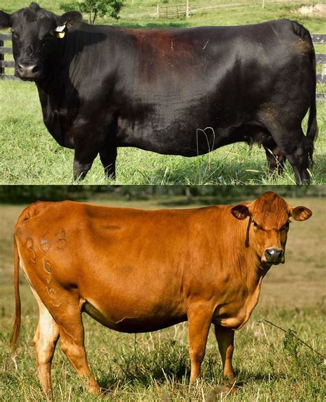 Difference Between Dairy Cows And Beef - All About Cow Photos