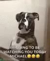 Boxer Im Watching You GIF - Boxer ImWatchingYou Unimpressed - Discover & Share GIFs