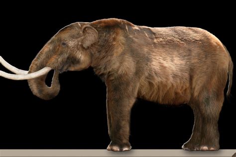 10 Important Facts About Mastodons