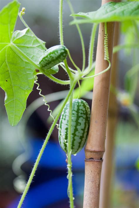 How to Grow Cucamelon - a Complete Guide From Seed to Table