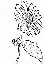 Sunflower Coloring Page Free  K5 Worksheets sketch template