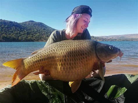 Buffelspoort Dam - Carp SA