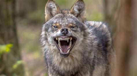 Florida man fights coyote with coffee mug | wtsp.com