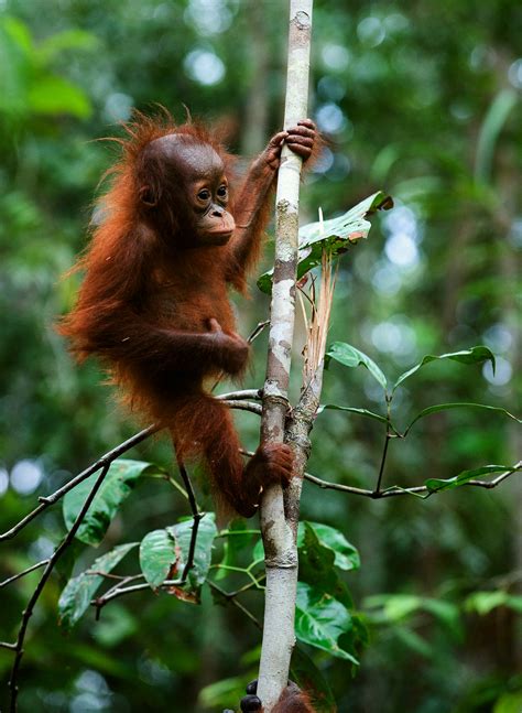 Baby orangutan swinging in tree - EXO Travel Blog