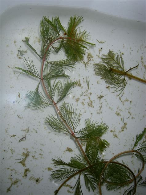 Eurasian watermilfoil - The Adirondack Almanack - The Adirondack Almanack