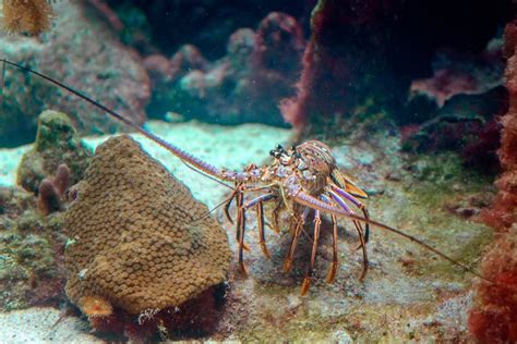 Caribbean Spiny Lobster Natural Habitat Stock Photos - Free & Royalty ...