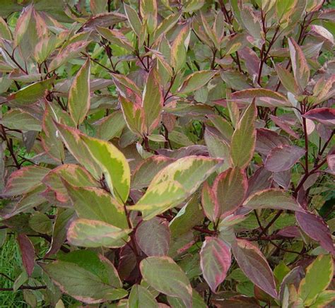 Cornus alba 'Spaethii' - Farmyard Nurseries