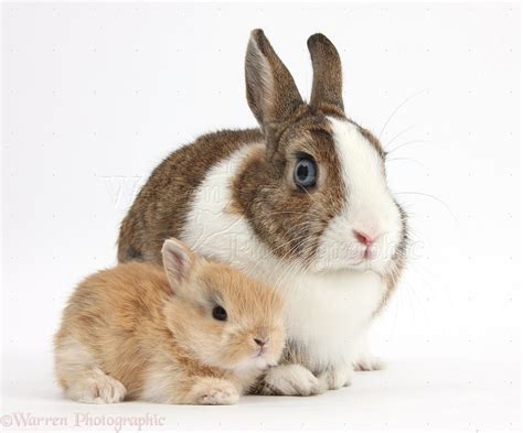 Netherland Dwarf rabbit and baby bunny photo WP37196