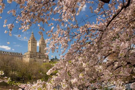 14 Breathtaking Places to See Cherry Blossoms in NYC (Plus a Map) - Your Brooklyn Guide