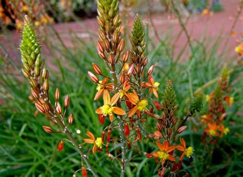 Bulbine frutescens 'Tiny Tangerine' - Boething Treeland Farms