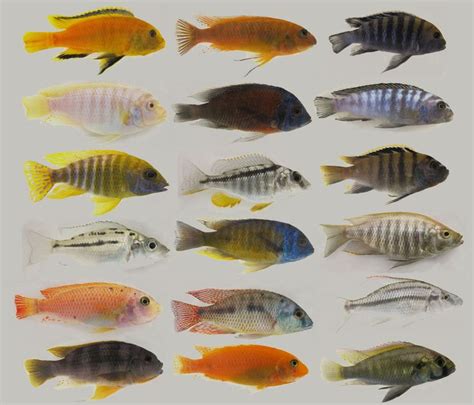 Comparison of several male african cichlid species | Aquariumvissen