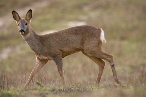 Sean Hunter Photography - Roe Deer