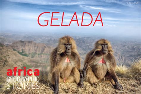 Gelada - Africa Geographic