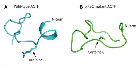 | Structure of wild-type (A) and mutant adrenocorticotropic hormone ...