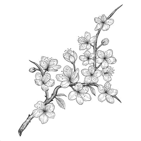 Hand drawn cherry blossom flowers and leaves drawing isolated on white ...