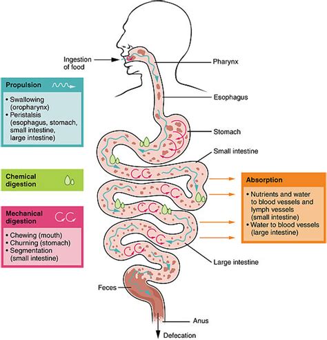 Difference Between Digestion and Absorption | Definition, Characteristics, Function