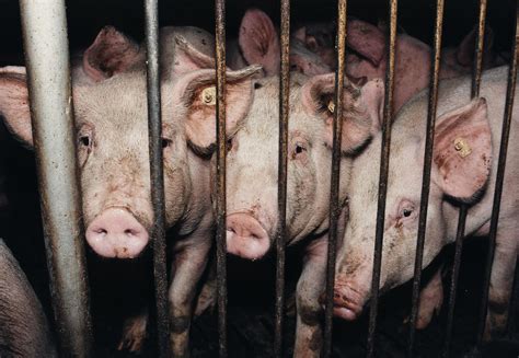 Pig Slaughter - Carbon Dioxide & Electric Stunning - FOUR PAWS Australia - Animal Welfare Charity