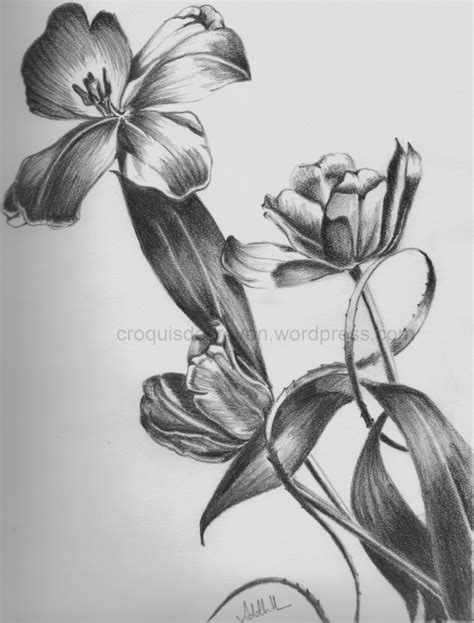 pencil sketch of nature | Light and Shade