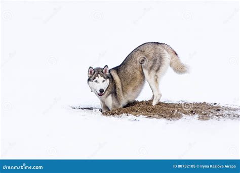 Dog digging in snow stock image. Image of agility, hole - 80732105