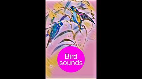 Bird Sounds - YouTube