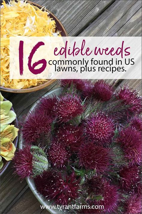 16 common edible weeds growing in your yard... with recipes! - Tyrant Farms