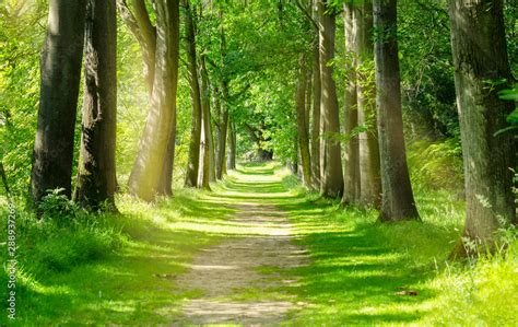 Beautiful Green Forest trees with morning sunlight, Path in spring ...