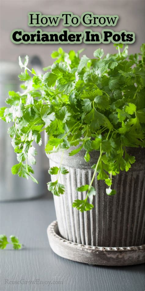 How To Grow Coriander In Pots: Simple Guide And Tips