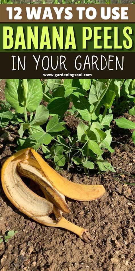 12 Ways To Use Banana Peels In Your Garden | Banana peel uses, Vegetable garden raised beds, Banana