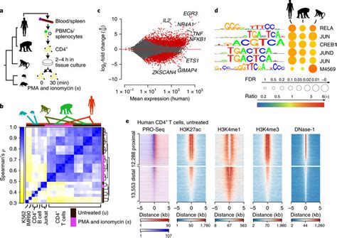 Maps of primary transcription in CD4⁺ T cells a, CD4⁺ T cells were ...