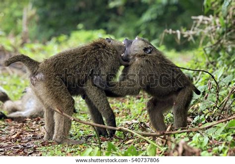 Juvenile Baboons Fighting Photos and Images