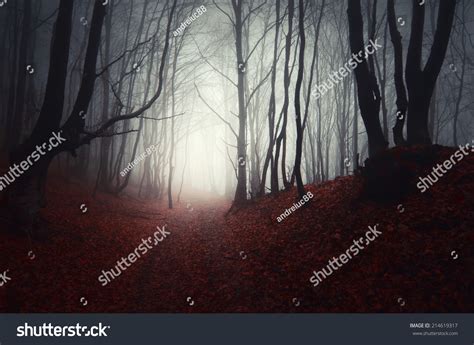 Path Through Dark Forest Stock Photo 214619317 | Shutterstock